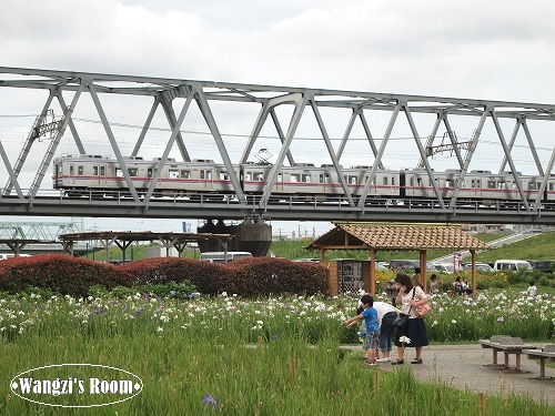 Title image: The flower garden named 'Koiwa-shobuen' and Keisei electric railway @ Tokyo, Japan. June 27, 2010